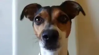 Funny and funny dogs 2020   you will like it!