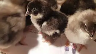 новая порода в моем хозяйстве 'маран чёрное серебро 🐣