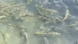 Holy Ganga at Haridwar during Lockdown ||Hardiwar ||Clean Ganga