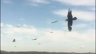 Necrófagas como cometas en el muladar de Valencia del Mombuey (Badajoz)
