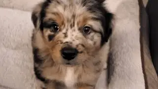 My Dog Titan
