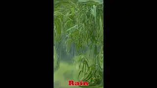Enjoying Rain #shorts
