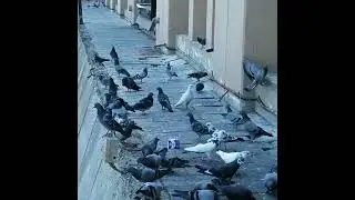 Pigeon nest at Dubai Creek 02.07.2023