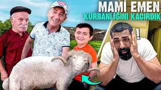 WE STOLE MAMI EMEN'S SACRIFICIAL SHEEP!! @SefaKndr @emregull