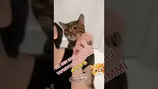 sahibinin makyaj yapmasina izin vermeyen guzel kedicik