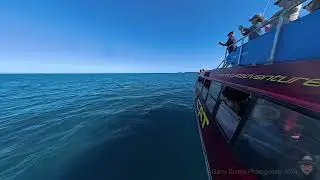 Humpback Whales July 2024