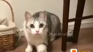 Funny Cat conversation under Corona Crisis