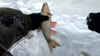 Язь, подъязок, сорога  Еты Пур 13 02 22