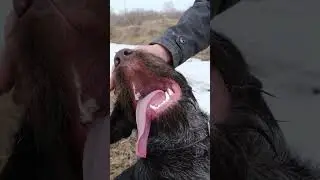 ОТДАЮТ ДАРОМ ЩЕНКА ДРАТХААРА  #dog  #собака #дратхаар