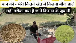 धान की नर्सरी कितने खेत में कितना बीज डालें | dhan ki nursery kitane khet me beej | dhaan Narsari ?