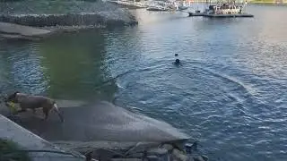 swimming with our dogs