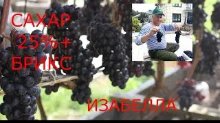 ИЗАБЕЛЛА 25 % плюс САХАР БРИКС