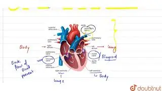 Draw a well labelled diagram of human heart to show its internal structure. | 11 | BODY FLUIDS A...