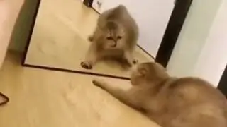 funny and fighter cat . From tiktok