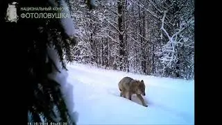 ID2631/Заповедник Кологривский Лес/Волки на тропе