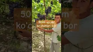 +998770086100 #uzbekistan #uzb #rek #status #kulgu #rec #music #shortvideo #recommended #shorst