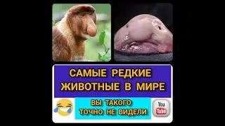 Топ 10 Самых Редких Животных в Мире
