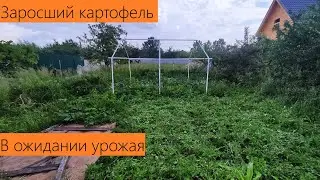 Июль 2024. Обзор дачи. Держу сидераты и сорняки в тонусе. Буйство красок только нарастает!