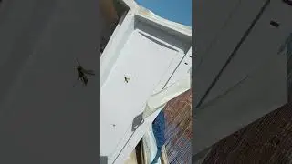צרעות
