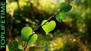 10 Plantas que atraerán el amor a tu vida