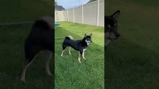 Cute Shiba Inu reaction to new sounds