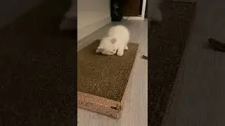 От крохи до короля. Как он изменился?