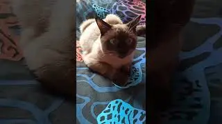 Девочки, запомните!!! #cat#коты#котики