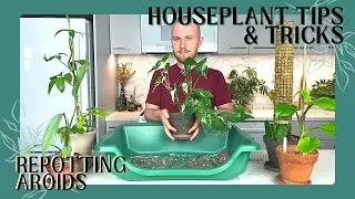 How To Repot Aroids (Philodendrons, Anthuriums, Etc.) | Houseplant Tips & Tricks Ep. 13