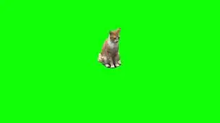 Cat rah rah dance Green Screen Meme