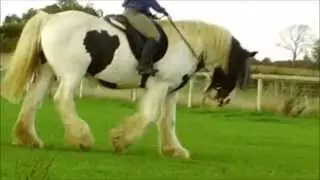 Riding RAWS | TysonTheClydesdale