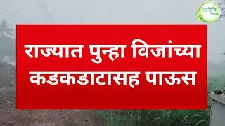 IMD rain alert राज्यात पुन्हा विजांच्या कडकडाटासह पाऊस  big breaking news