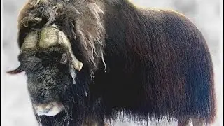 Овцебыки