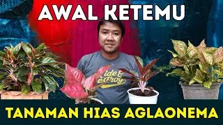 Aglaonema Ornamental Plants - Stories From The Past