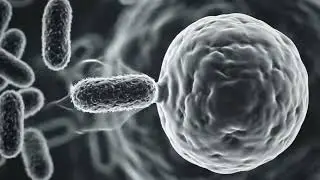Phagocytosis 