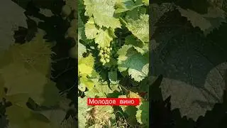 Винодельня Ведерниковъ #shorts #вино #виноградник #славиклайф #slaviklife #shortvideo #foodclips
