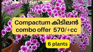 Compactum combo offer 2