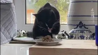 Кошка ест лапками. Эстетика питания котят