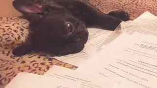 Французский бульдог. Щенок. диплом
