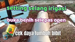 tahapan awal budi daya semangka bagi pemula part 2