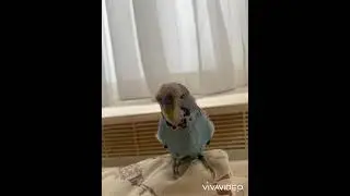 Muhabbet kuşa küfür ettirtme +18