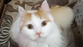 ЧТО БУДЕТ, ЕСЛИ ДУТЬ НА КОТА?🤔