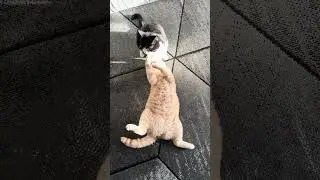 Cat Shows Belly While Play Fighting With Other Cat