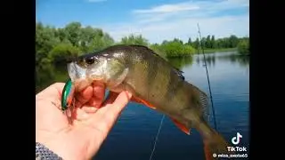 на что ловить окуня 