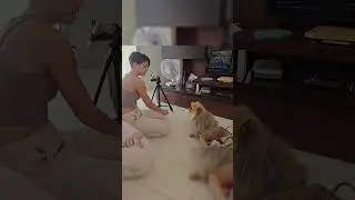 Treinando meu Spitz Alemão #pets #dogtraining #cachorrodificil
