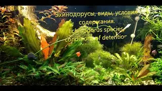 Эхинодорусы, виды, условия содержания. Echinodorus species, conditions of detention