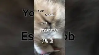 Your month your Eshcabob Pt. 2 