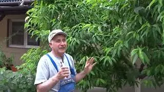 Ce să nu faci dacă ai un piersic. Cum îl aerisești