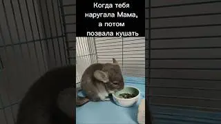 Наругали.