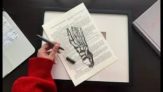 Anatomy Art