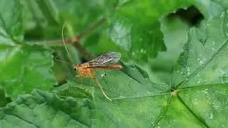 Gąsienicznik sierpoń żółty (Ophion luteus)